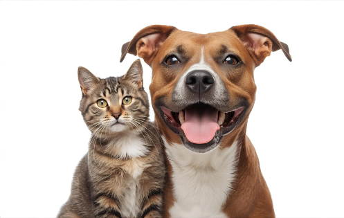 Gyvūnų prekės internetu